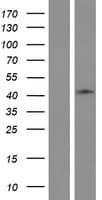 HAUS4 Protein (Over-Expression Lysate Myc-DDK (Flag))