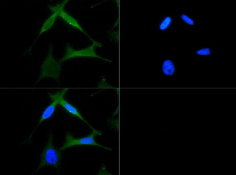CXCR4 Antibody