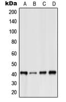 BOB / GPR15 Antibody (Internal)