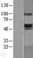 BMP6 Protein (Over-Expression Lysate Myc-DDK (Flag))