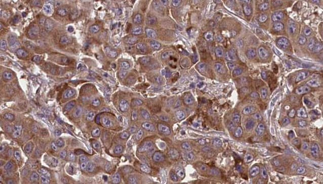 TNFSF18 / GITRL Antibody