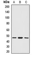 SMYD5 Antibody
