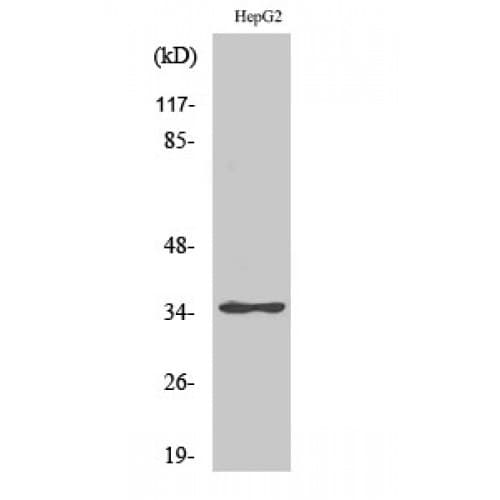 Polyclonal Rabbit anti-Human ZNF771 Antibody (130-210 aa, Internal, WB)