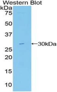 MIB2 Antibody (aa687-930)