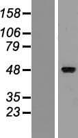 ZMYND17 Protein (Over-Expression Lysate Myc-DDK (Flag))