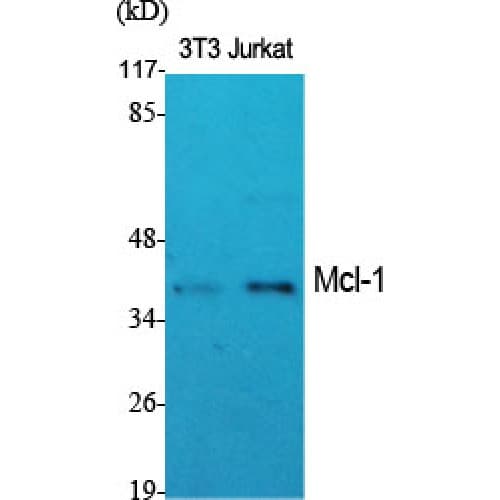 MCL1 / MCL 1 Antibody (60-140 aa, Internal)