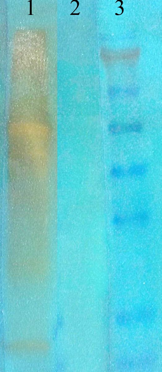 Acetyl-Lysine Antibody (clone 7F8)