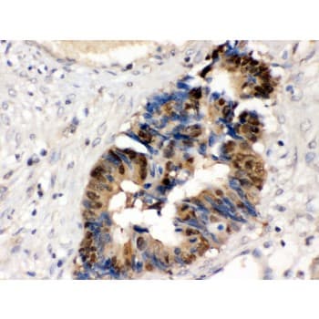 HINT / HINT1 Antibody (aa59-92)