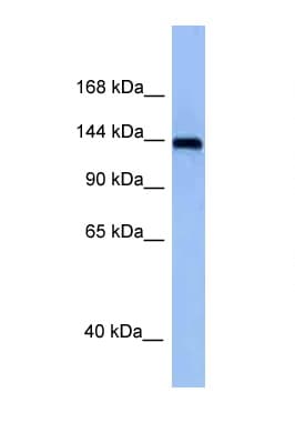 Polyclonal Rabbit anti-Mouse TNIK Antibody (aa921-970, WB)