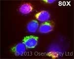 IHC-plus™ MPO / Myeloperoxidase Antibody