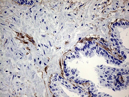 ZRANB1 / TRABID Antibody (aa208-296, clone OTI7A3, Carrier-free)