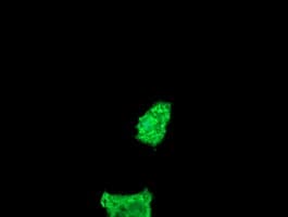 FATE1 Antibody (clone OTI7A8)
