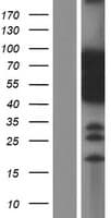Human NACC1 / NAC1 Protein (Over-Expression Lysate Myc-DDK (Flag))