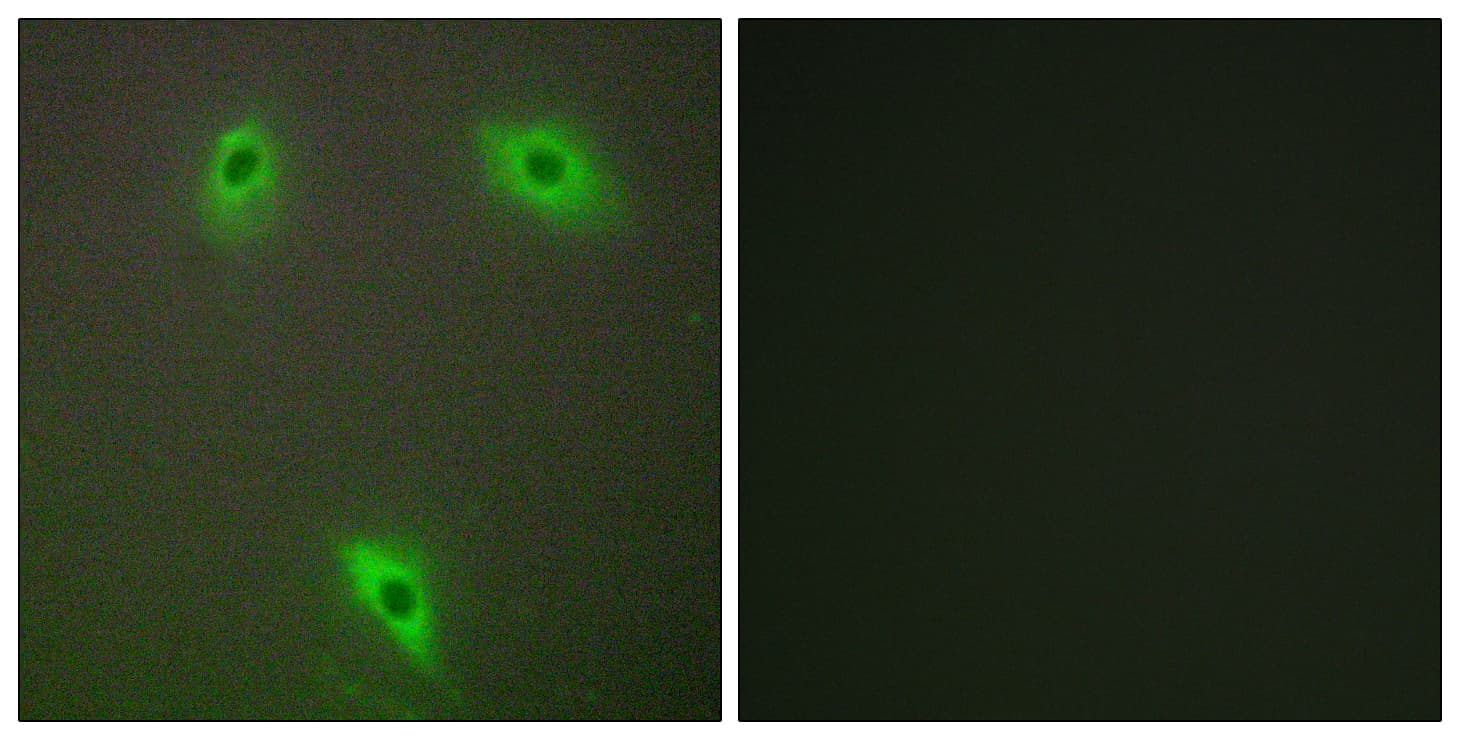 KLHL3 Antibody (aa10-59)