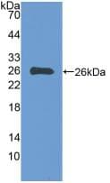 EBI3 / IL-27B Antibody (aa21-229)