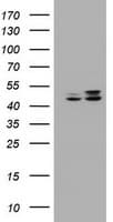 PAI-RBP1 / SERBP1 Antibody (aa1-262, clone OTI4F8, Carrier-free)