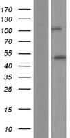 STAC3 Protein (Over-Expression Lysate Myc-DDK (Flag))