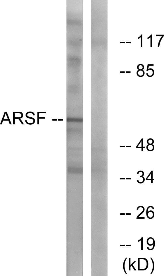 ARSF / Arylsulfatase F Antibody