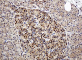 GAPDHS / GAPDS Antibody (clone OTI1F6, Carrier-free)