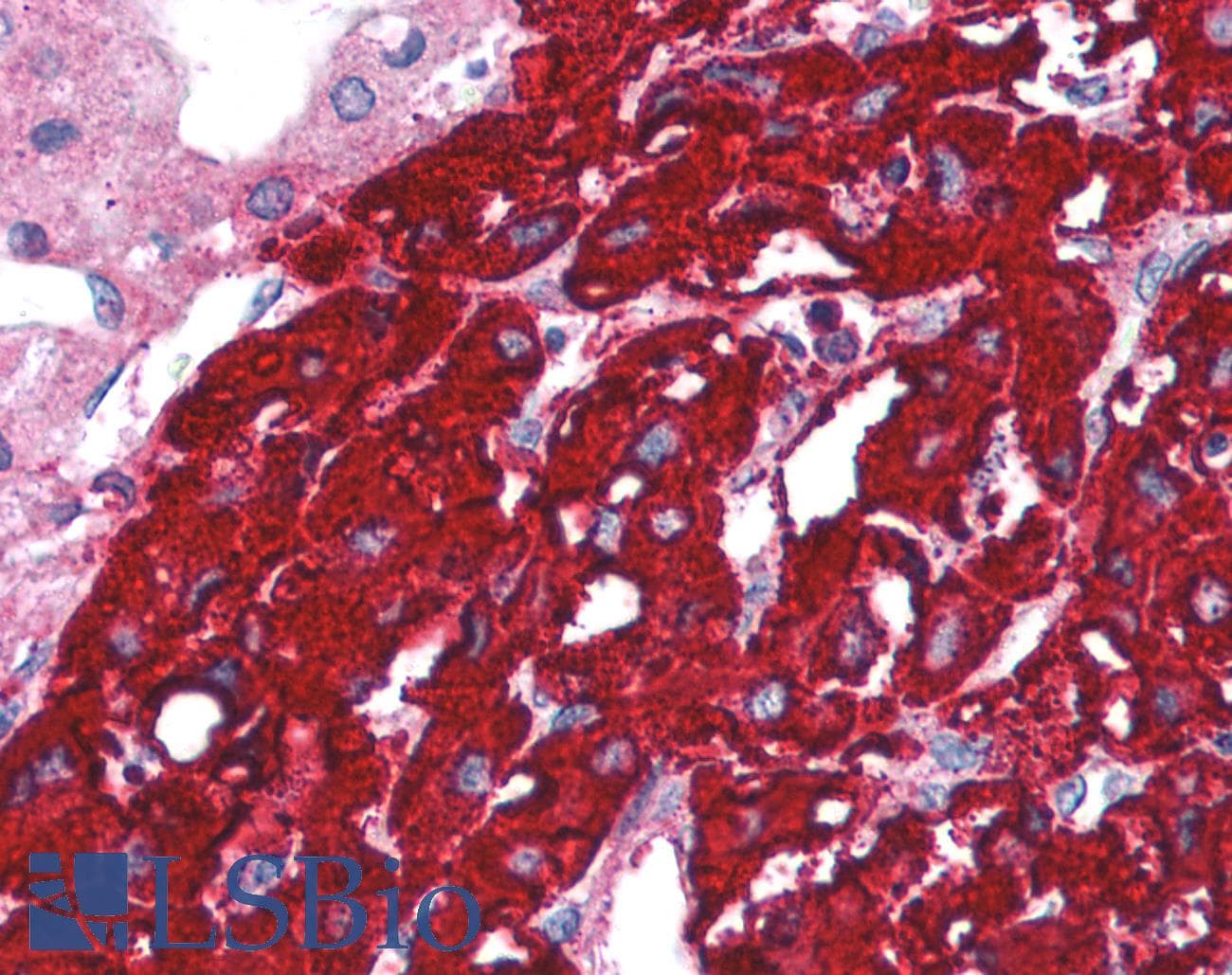 IHC-plus™ TOLLIP Antibody