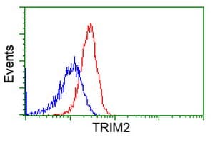 KIAA0517 / TRIM2 Antibody (clone OTI2B2)