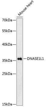 DNASE1L1 Antibody
