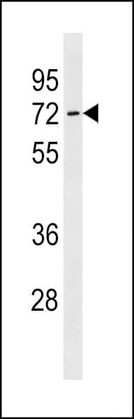 SLC7A4 Antibody (aa608-635)