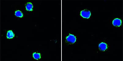 Monoclonal Mouse anti-Human CD40 Antibody (clone 9G10, IF)