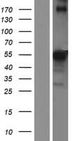 RGMA Protein (Over-Expression Lysate Myc-DDK (Flag))