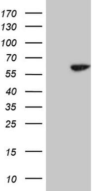 CDC6 Antibody (clone OTI1A4)
