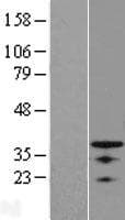 OSR1 Protein (Over-Expression Lysate Myc-DDK (Flag))