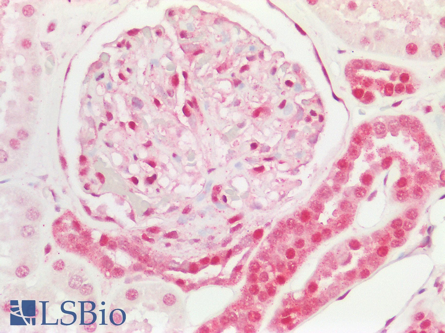 CCDC86 Antibody (aa101-150)