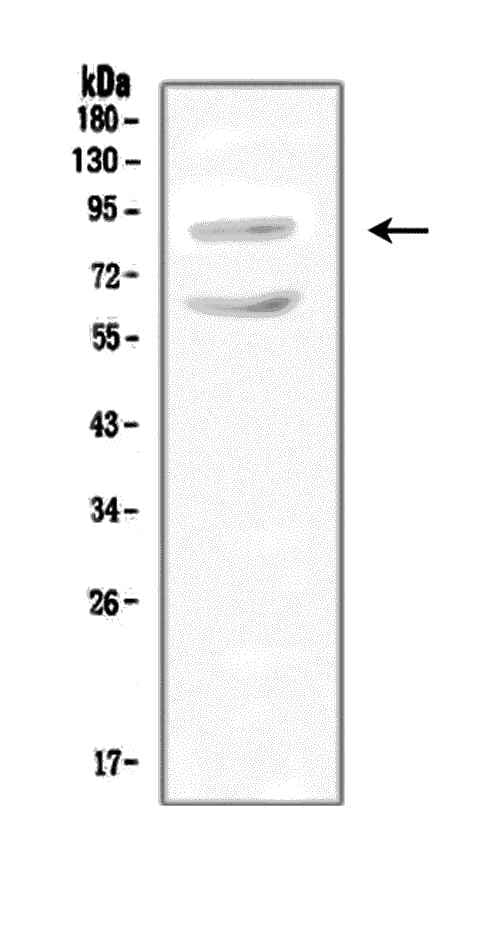 SLC9A2 / NHE2 Antibody (aa666-684)