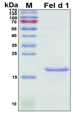 Cat Allergen Fel d 4 Protein (Recombinant His, N-Terminal)