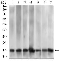 Monoclonal Mouse anti-Human MRPL42 / MRPS32 Antibody (clone 3H6G11, aa142-203, IHC, IF, WB)