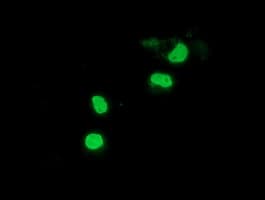 PPWD1 Antibody (clone OTI1B2)