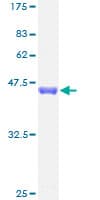 Human MAP3K19 / YSK4 Protein (Recombinant GST)