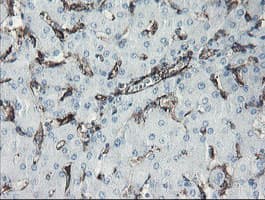 PECAM-1 / CD31 Antibody (clone OTI1D2)