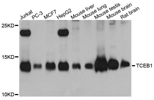 TCEB1 / Elongin C Antibody