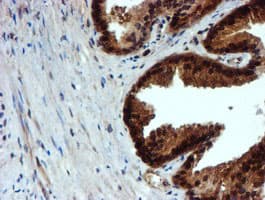 NQO2 Antibody (clone OTI3G4)