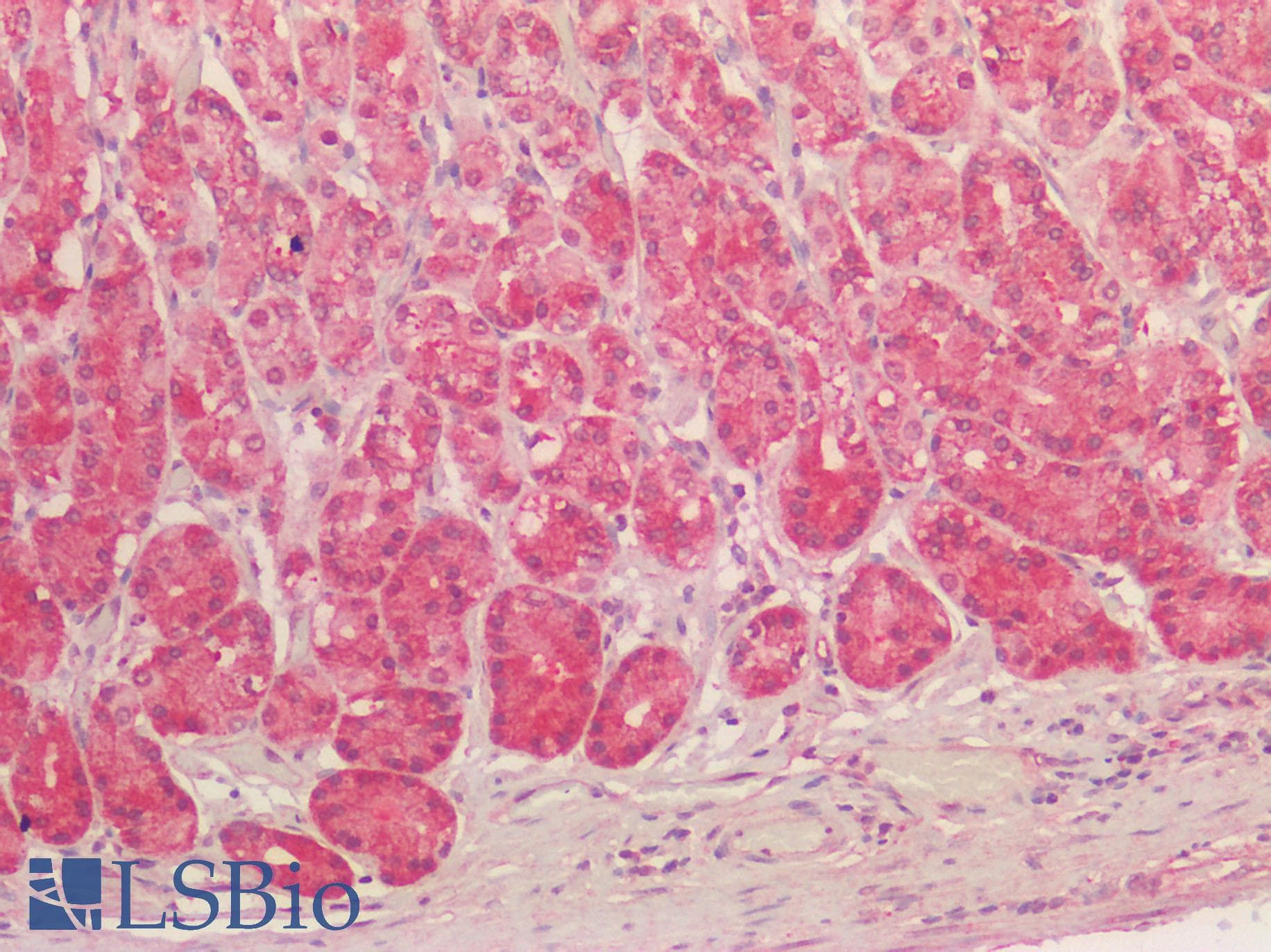 IHC-plus™ NQO1 Antibody (Internal region (near N-Terminus))