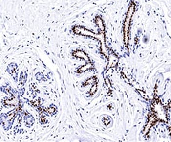 PR / Progesterone Receptor Antibody (clone PR501, Azide-free, BSA-free)