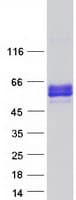 Human NECL-1 / CADM3 Protein (Recombinant Myc-DDK (Flag))