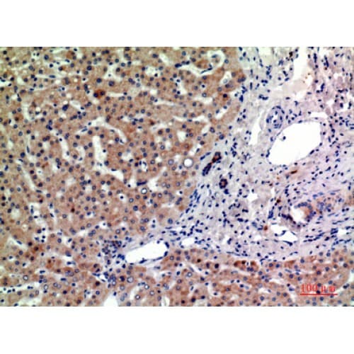 PTGFRN Antibody (601-650 aa, Internal)