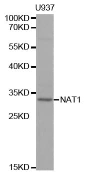 NAT1 / AAC1 Antibody