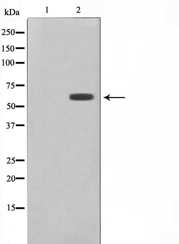 Polyclonal Rabbit anti-Human CYP2B6 Antibody (IF, WB)