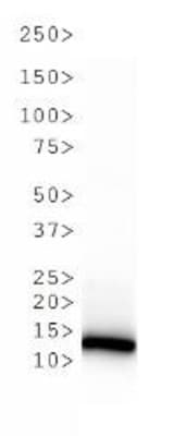 HIST3H3 Antibody (Sym-Me2-Arg2/Me2-Lys4)