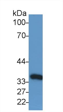 GAPDH Antibody