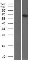 ANKHD1 Protein (Over-Expression Lysate Myc-DDK (Flag))