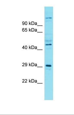SIAH3 Antibody (aa46-95)